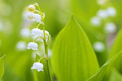 抢先体验游戏《夜族崛起》明年夏季推出正式版本